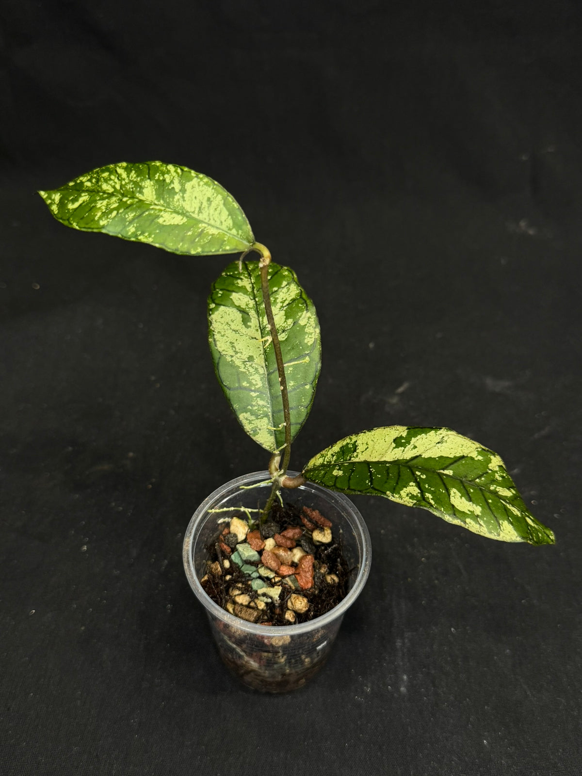 Hoya gunung gading ghost GGG, nice veins and splashy/silvery leaves