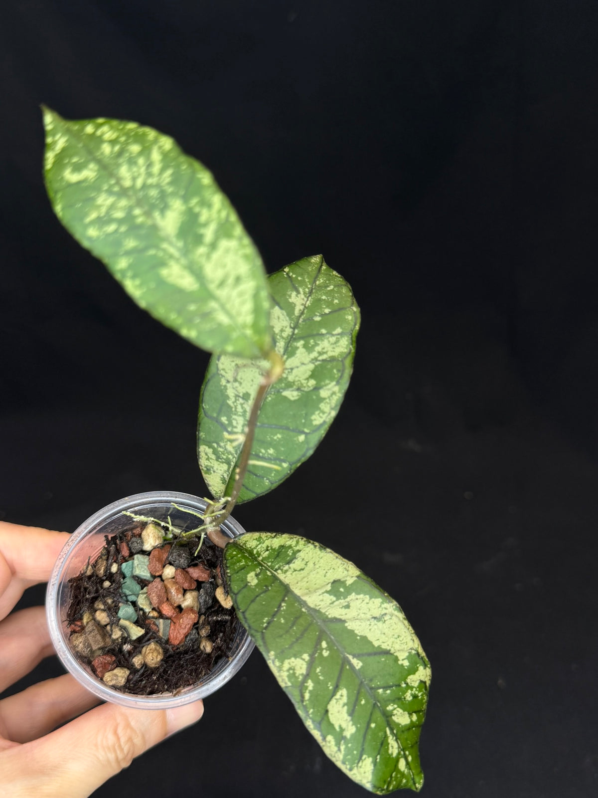 Hoya gunung gading ghost GGG, nice veins and splashy/silvery leaves