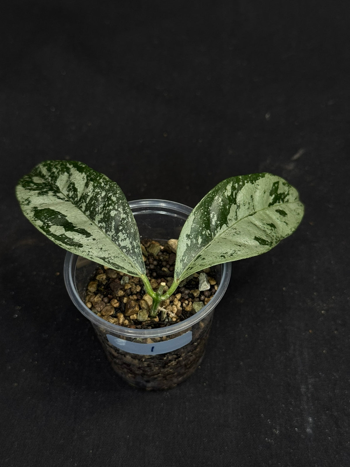 UNICORN🦄! Hoya campanulata silver (#1), speical silvery leaves, rare