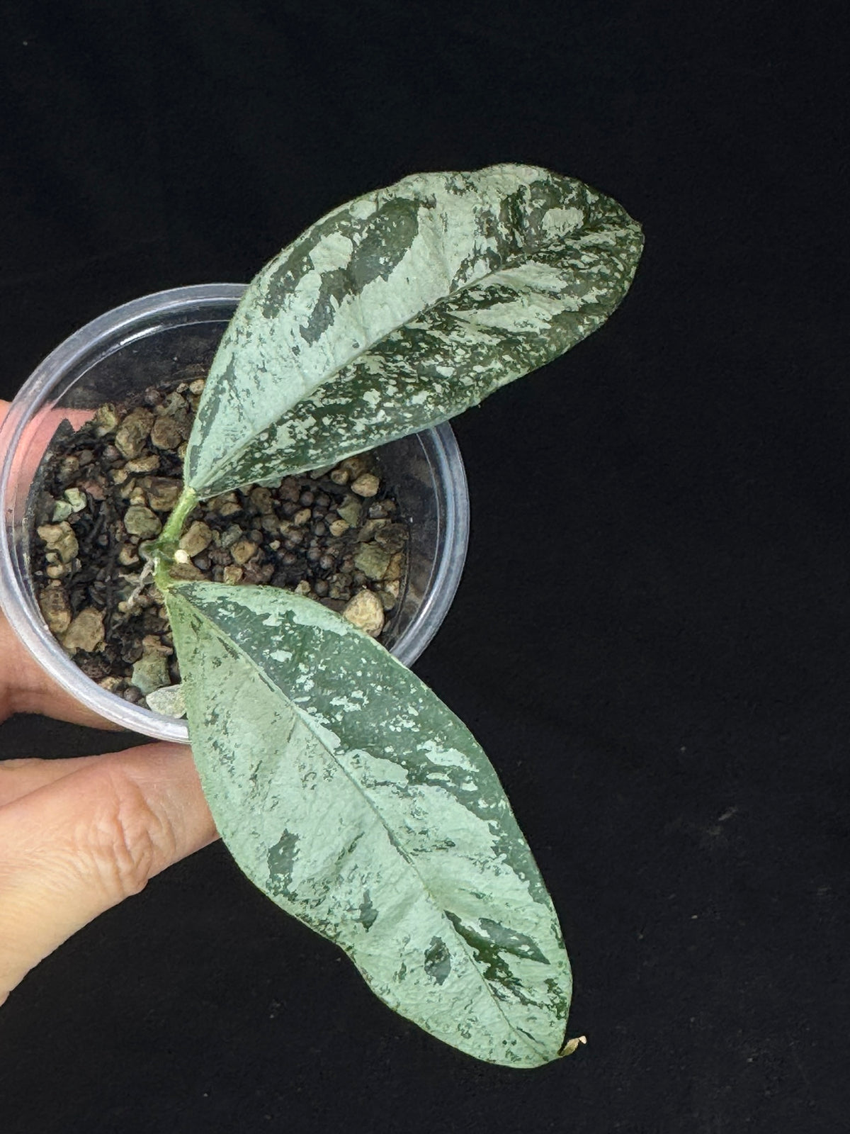 UNICORN🦄! Hoya campanulata silver (#1), speical silvery leaves, rare