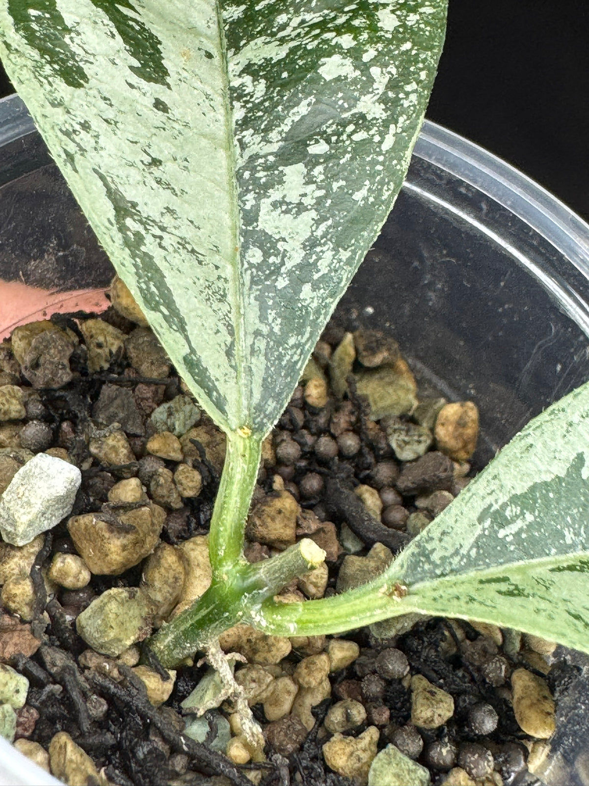 UNICORN🦄! Hoya campanulata silver (#1), speical silvery leaves, rare