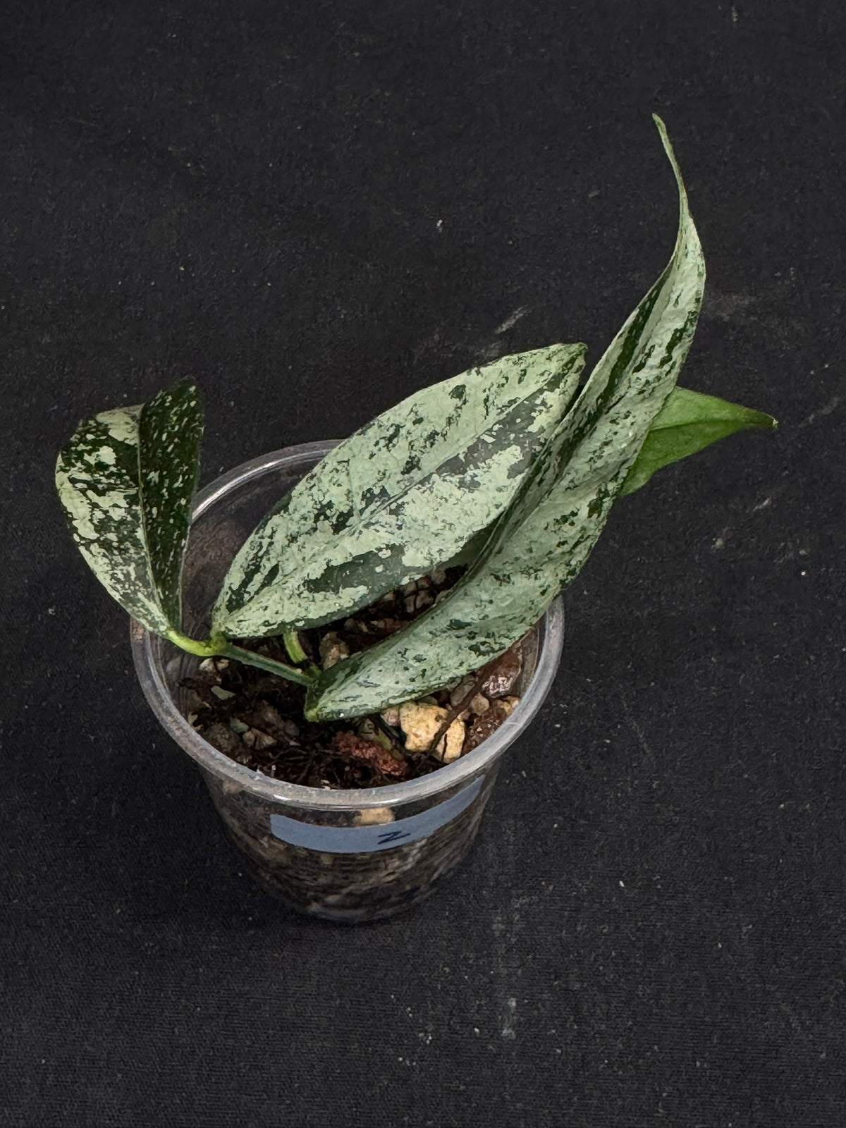 UNICORN🦄! Hoya campanulata silver (#2), speical silvery leaves, rare