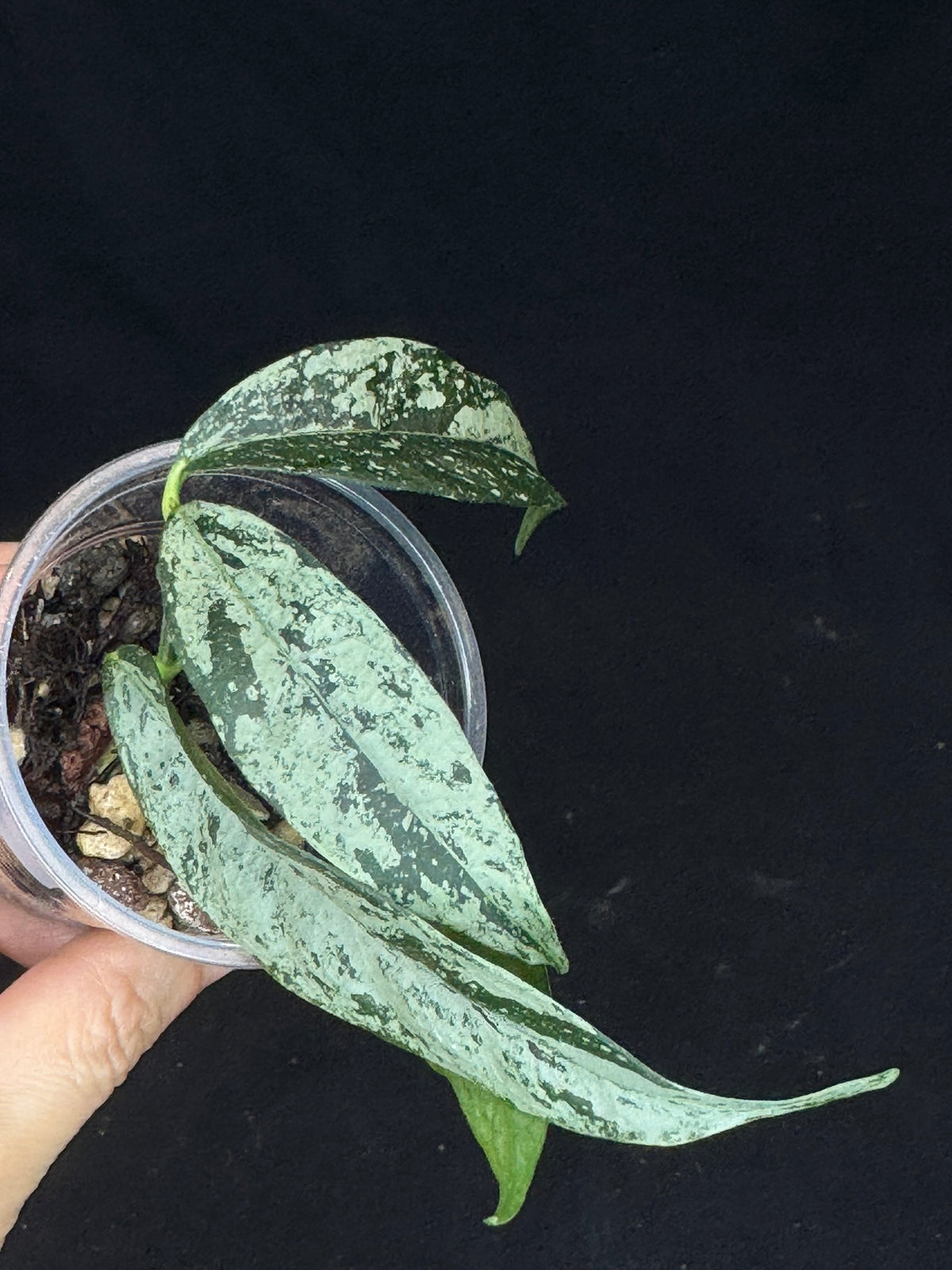 UNICORN🦄! Hoya campanulata silver (#2), speical silvery leaves, rare