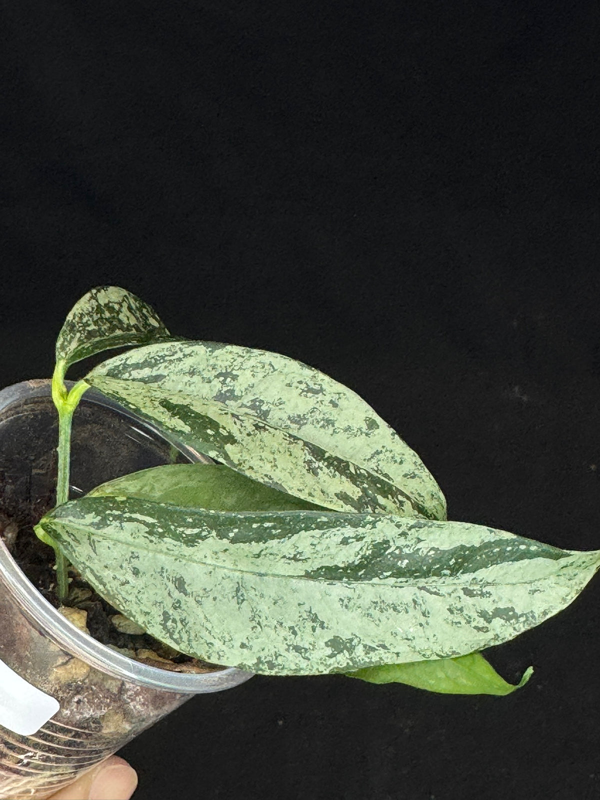 UNICORN🦄! Hoya campanulata silver (#2), speical silvery leaves, rare