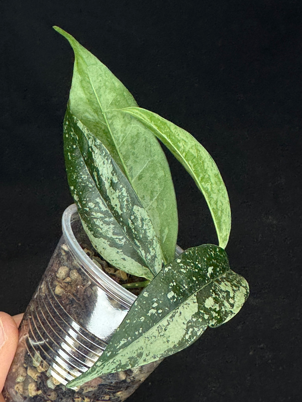 UNICORN🦄! Hoya campanulata silver (#2), speical silvery leaves, rare