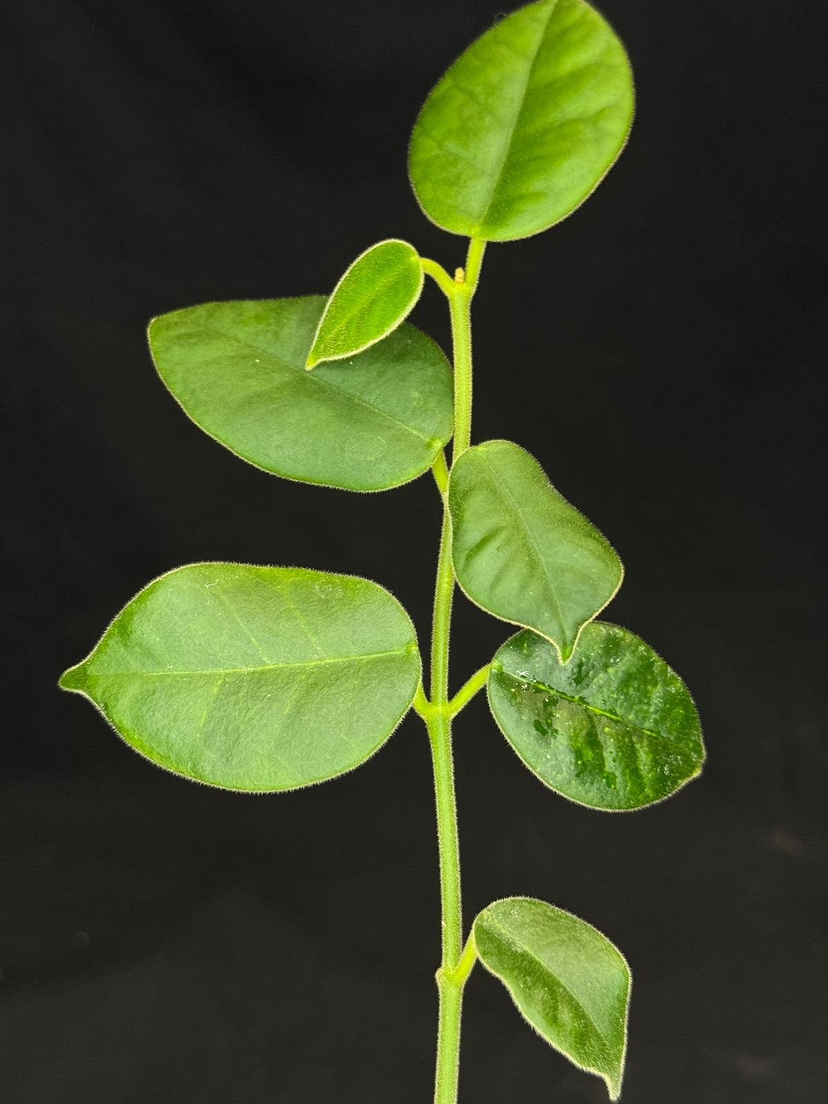 Hoya lauterbachii,fuzzy new leaves