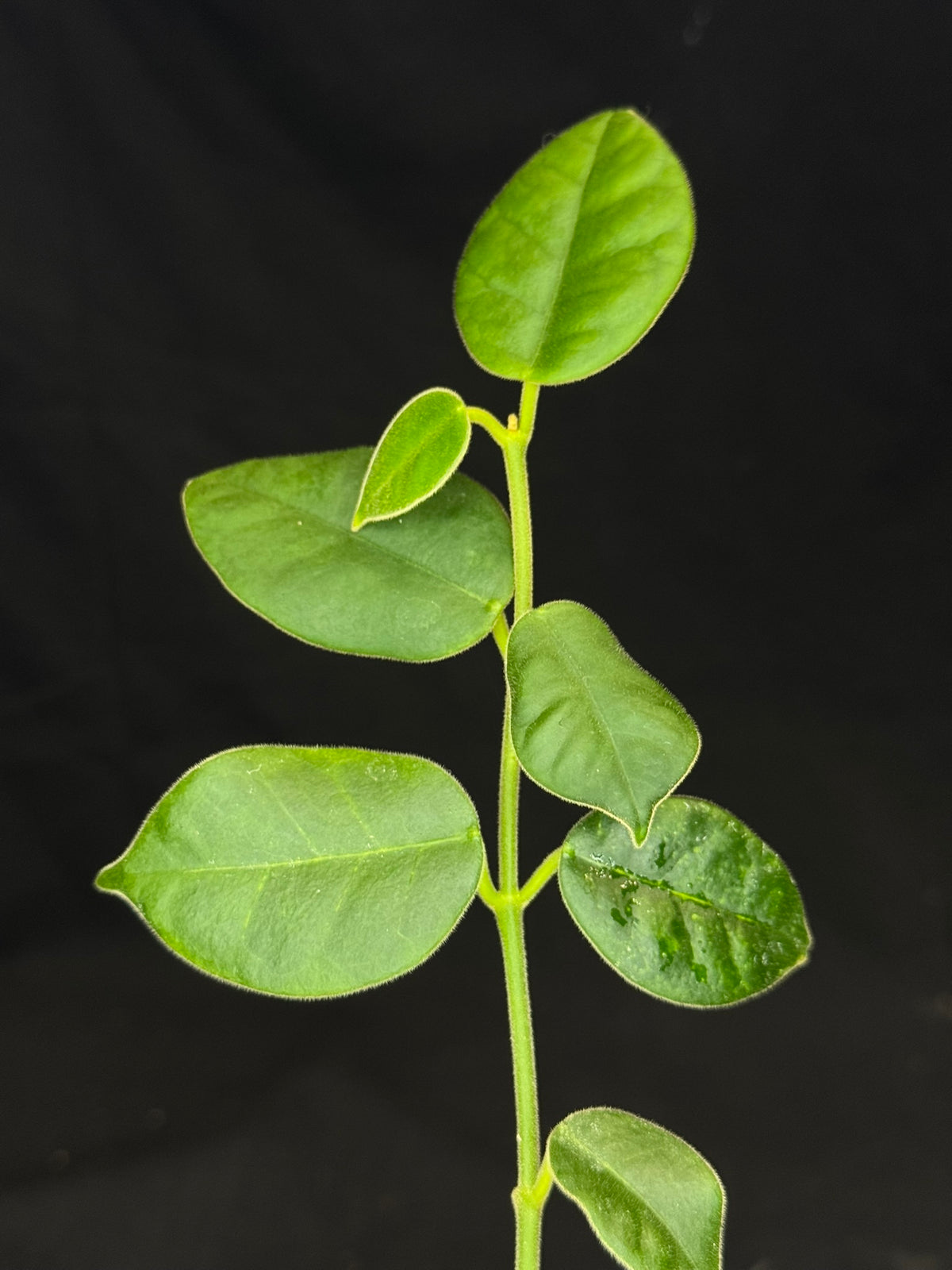 Hoya lauterbachii,fuzzy new leaves