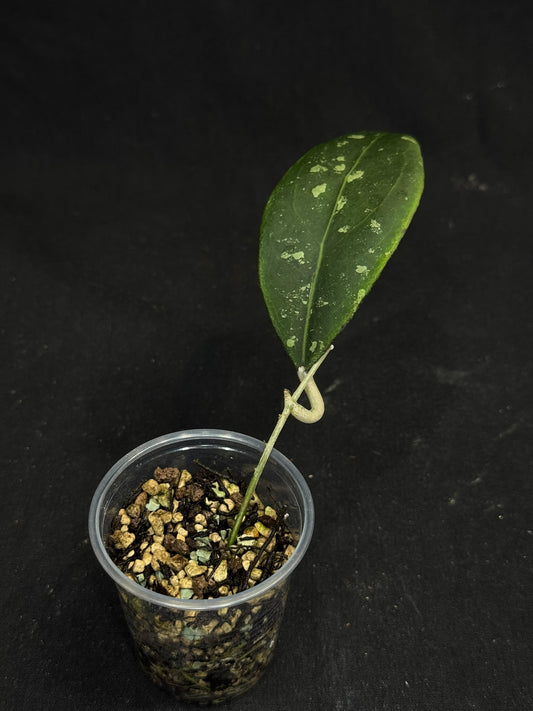 Hoya Rintzii Borneo, rare and splashy foliage