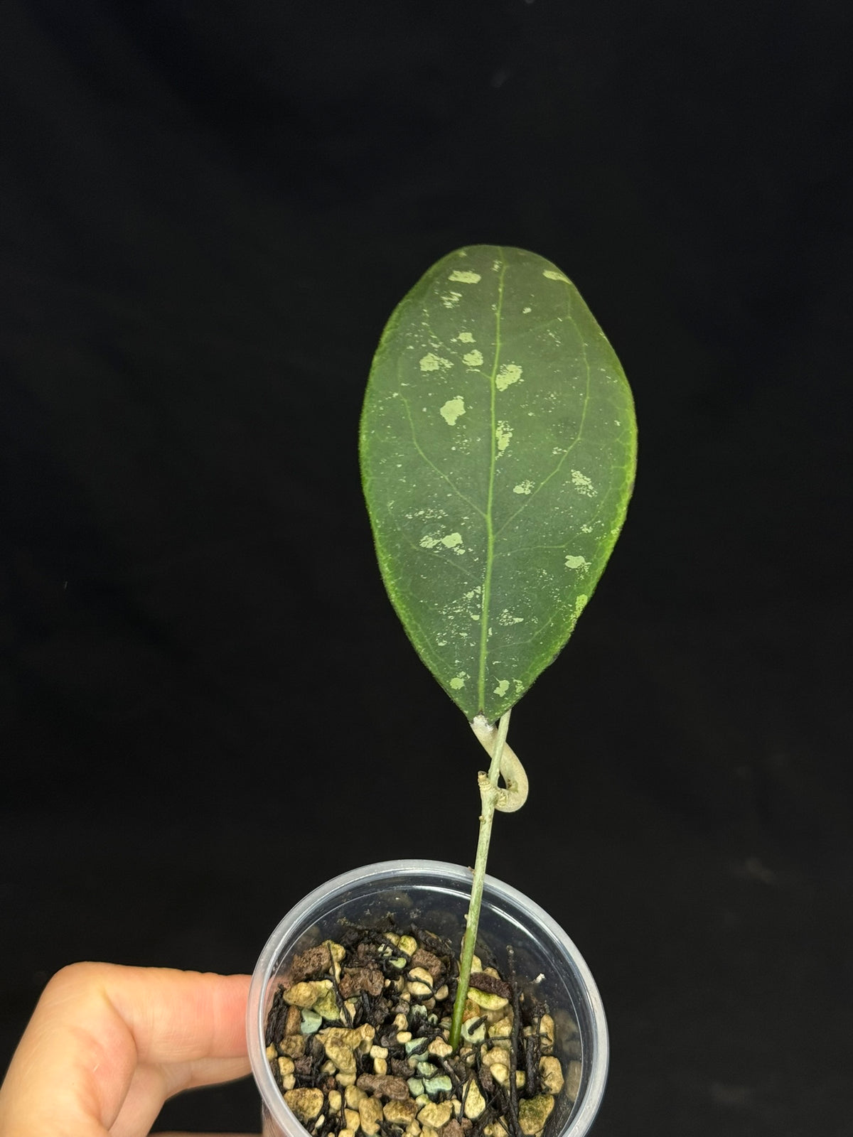 Hoya Rintzii Borneo, rare and splashy foliage