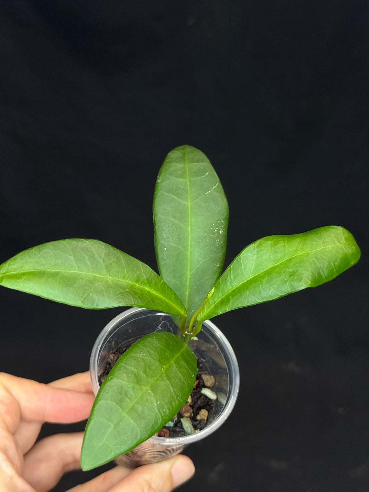 Hoya pulchra, special leaves and flowers, rare