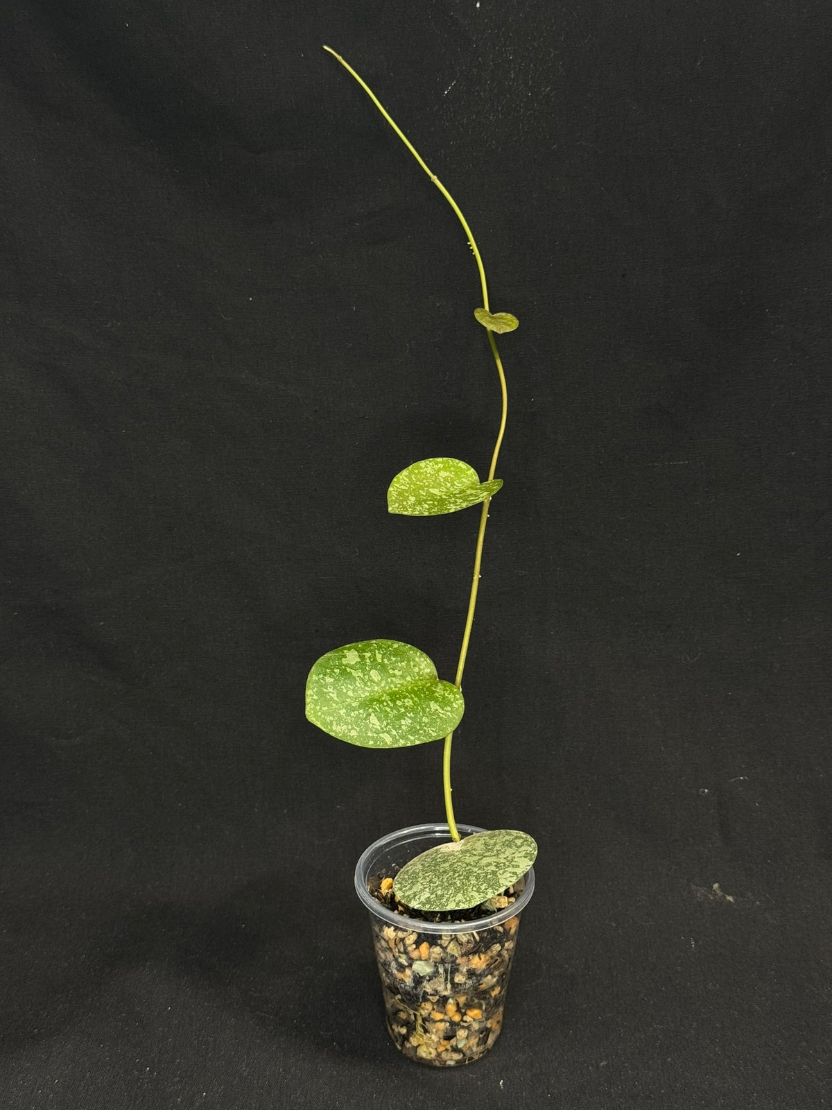 Hoya elliptica x imbricata, splashy cute round leaves