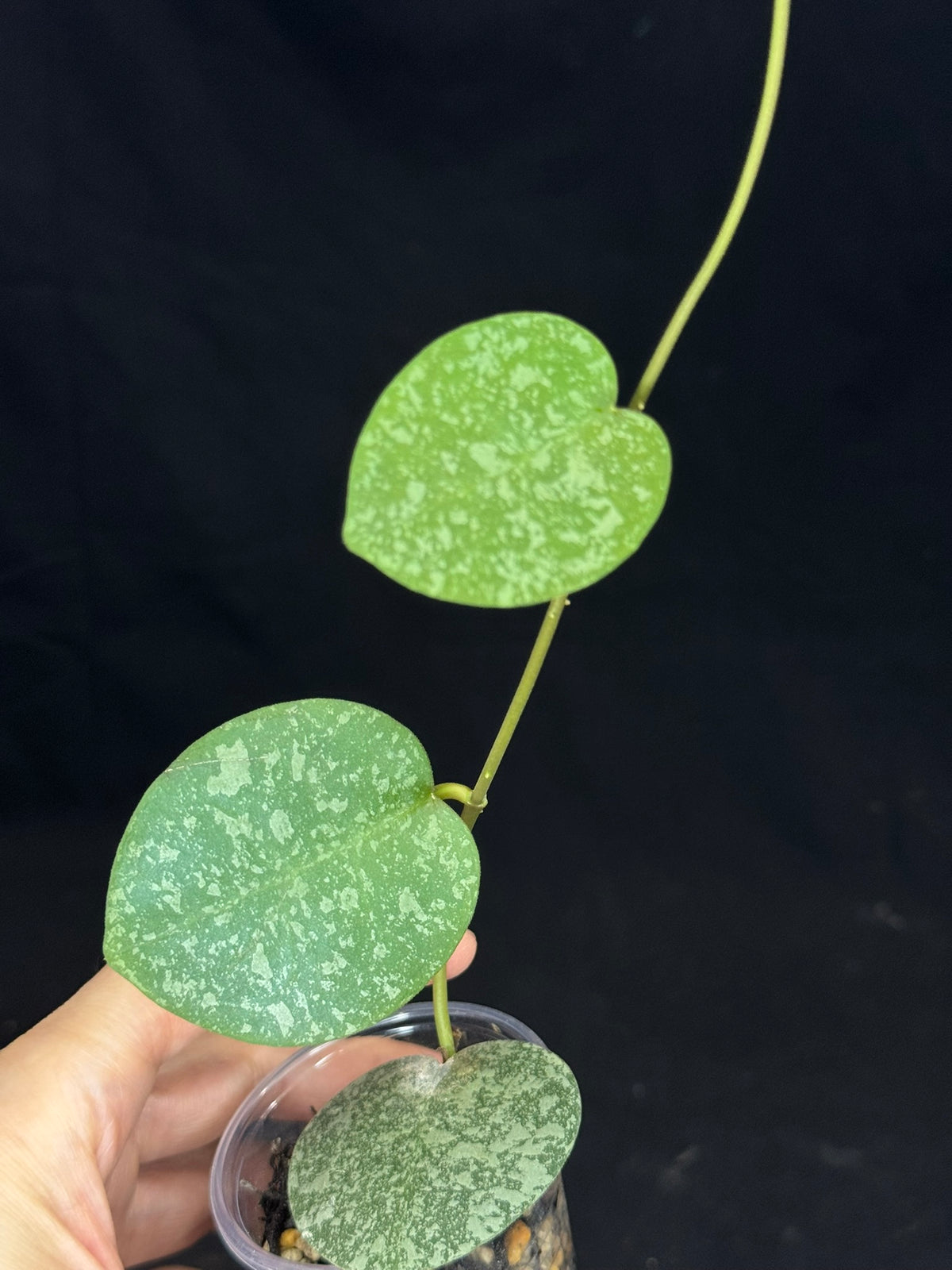 Hoya elliptica x imbricata, splashy cute round leaves