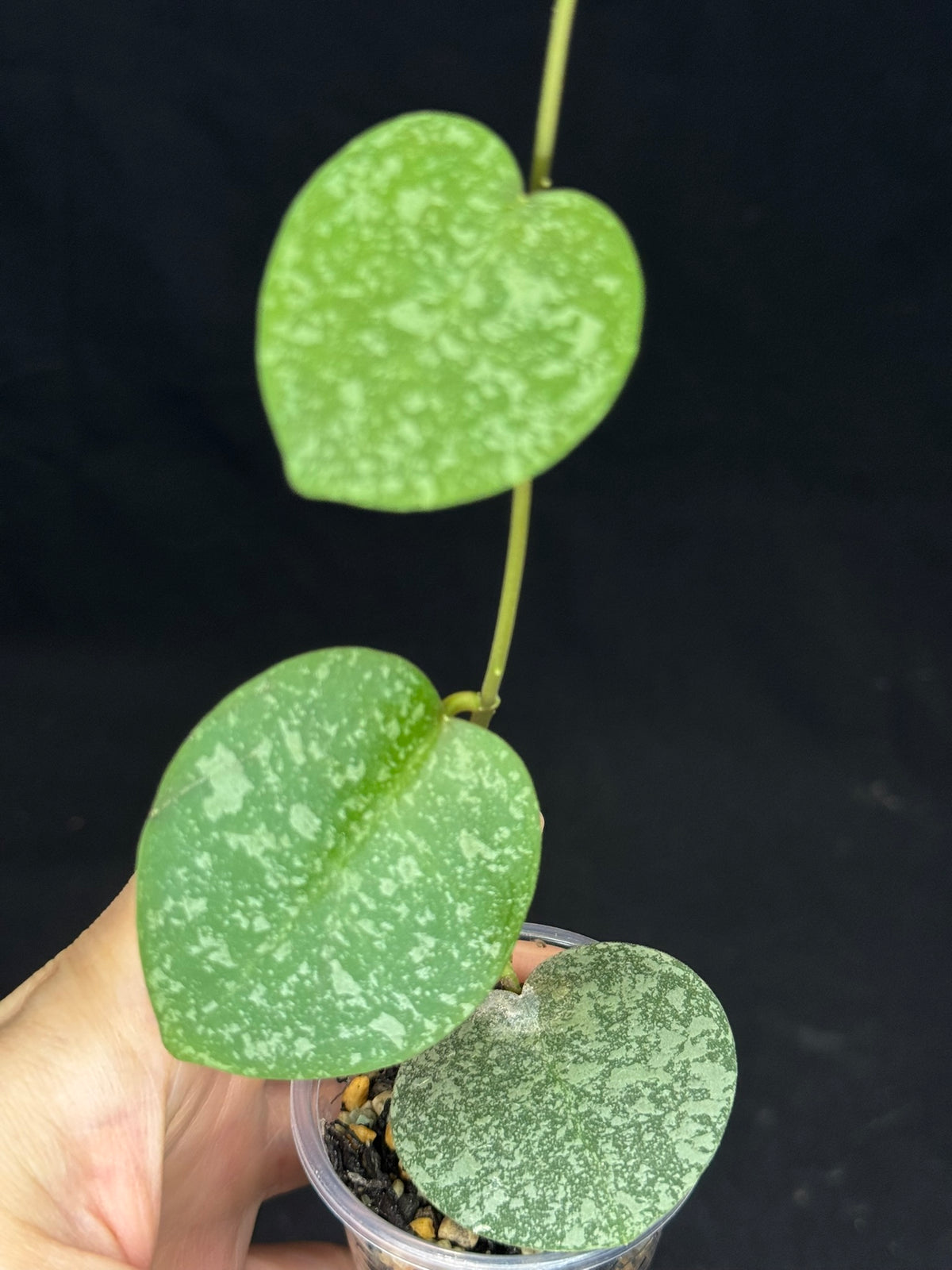 Hoya elliptica x imbricata, splashy cute round leaves