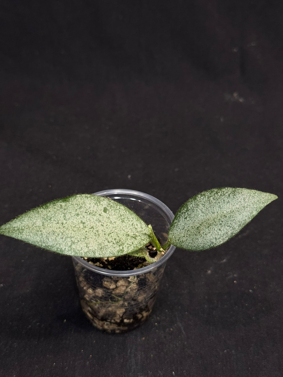 Hoya caudata argene silver, silvery and fuzzy leaves
