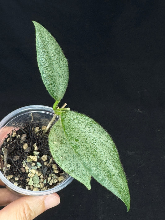 Hoya caudata argene silver, silvery and fuzzy leaves