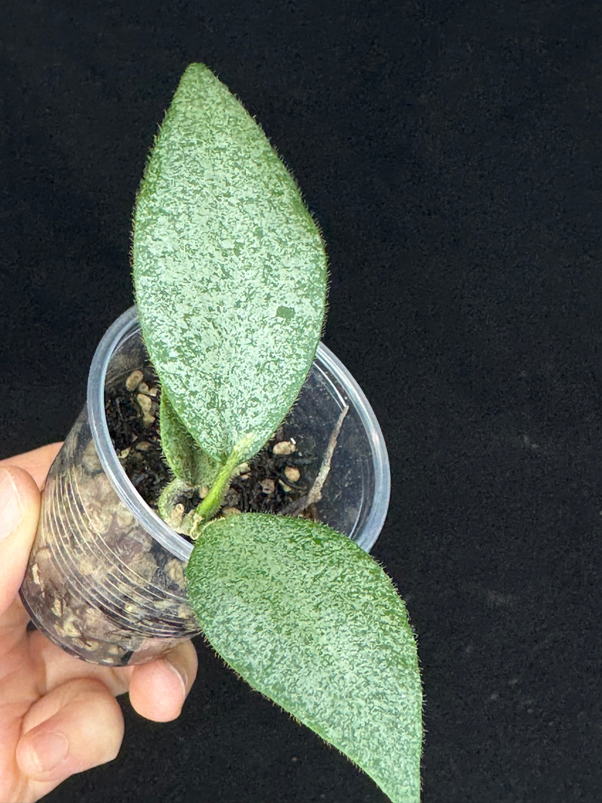 Hoya caudata argene silver, silvery and fuzzy leaves