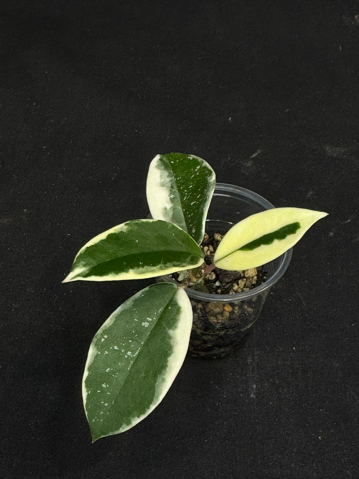 Hoya carnosa Krimson Queen splash, nice splashy leaves