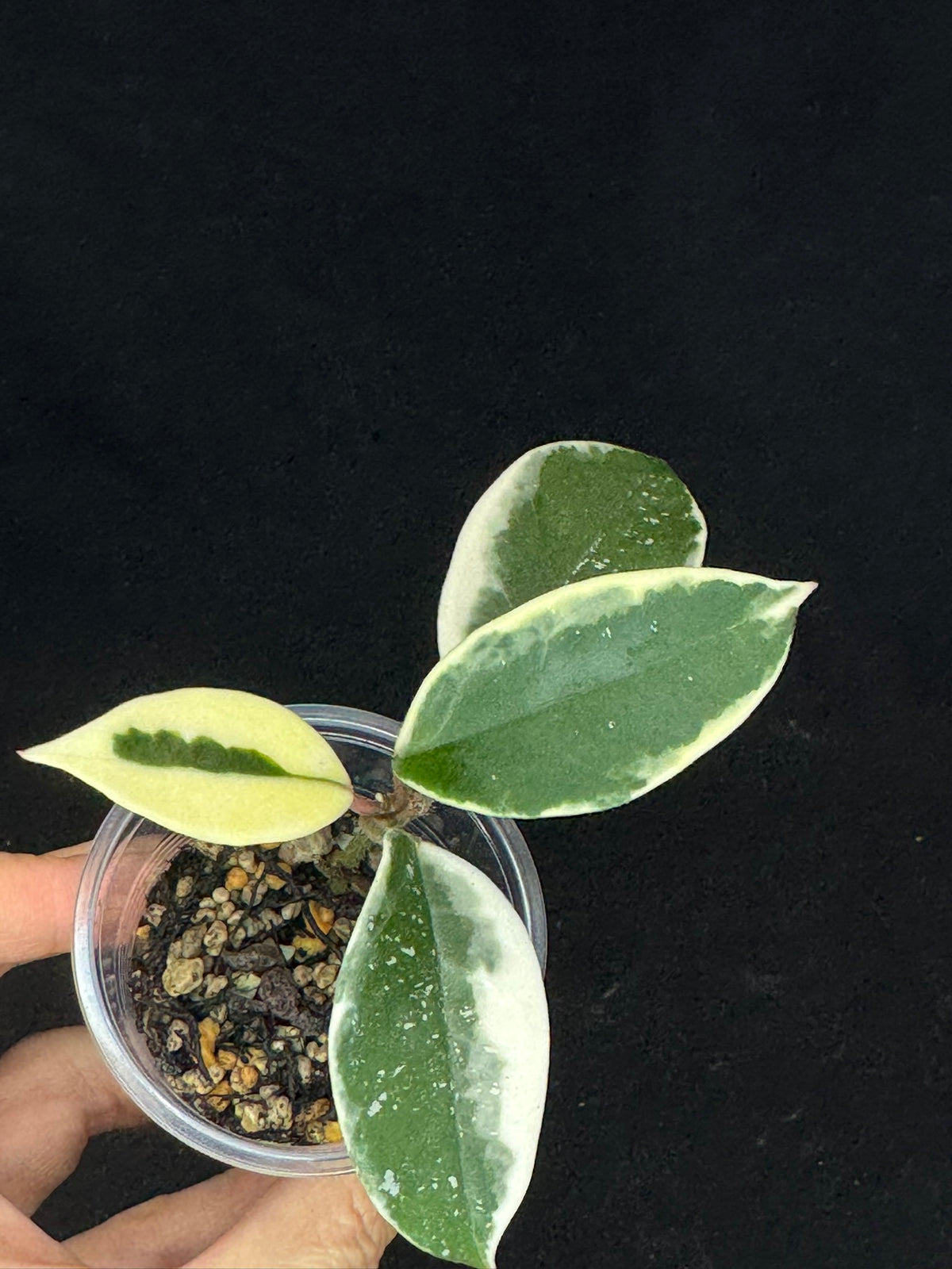 Hoya carnosa Krimson Queen splash, nice splashy leaves