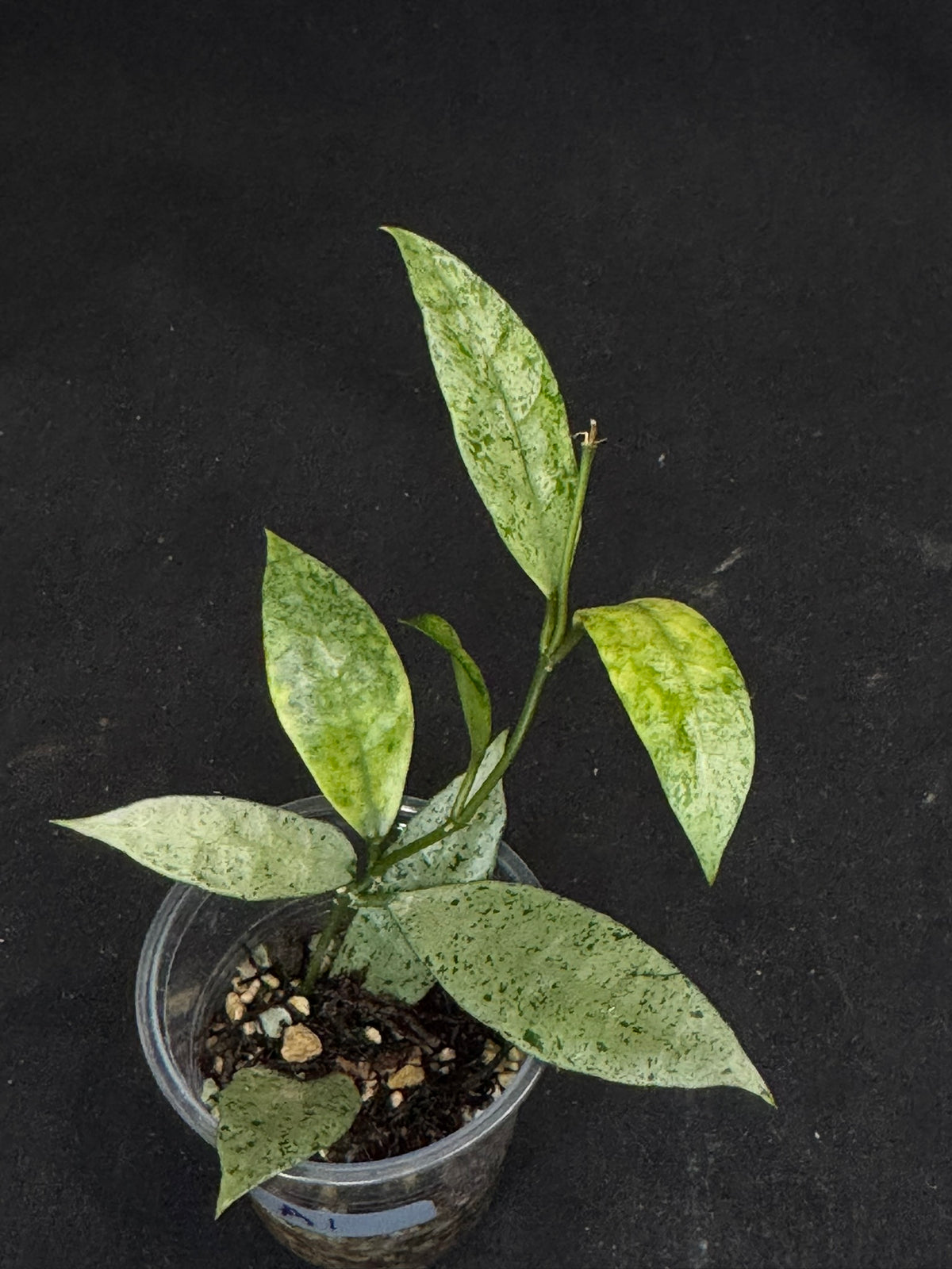 Hoya lacunosa winter pandora (#A1), special