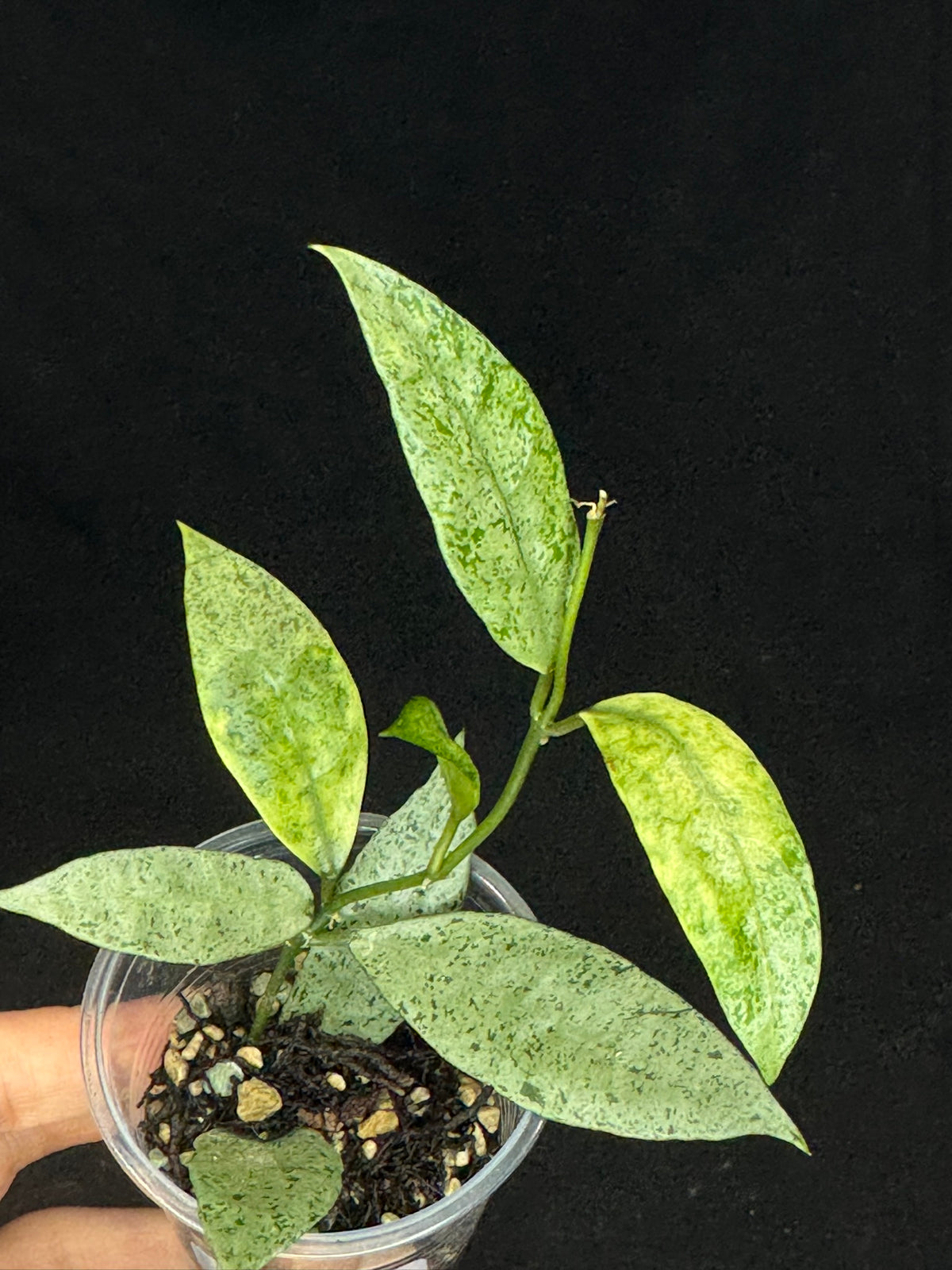 Hoya lacunosa winter pandora (#A1), special
