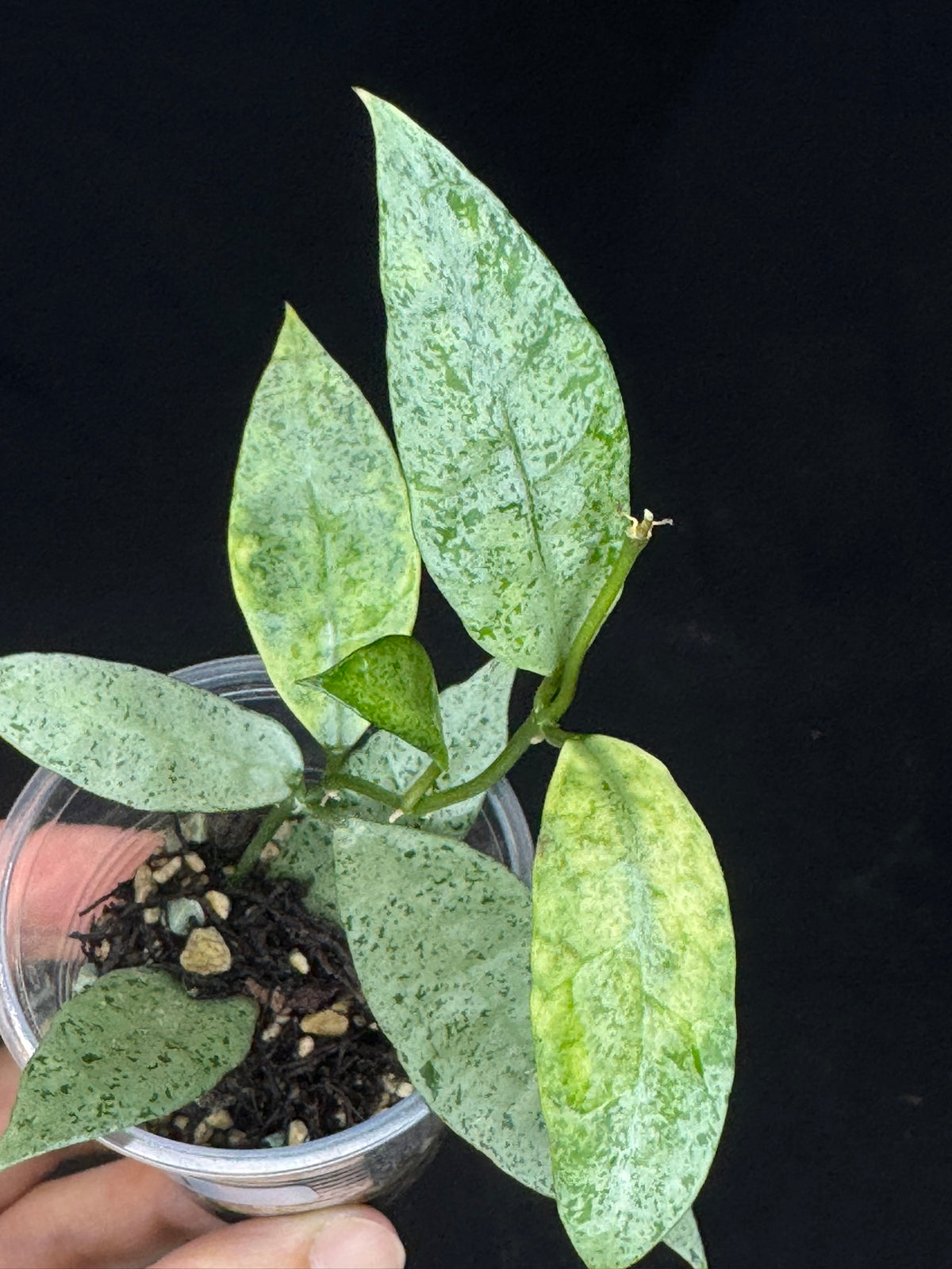 Hoya lacunosa winter pandora (#A1), special