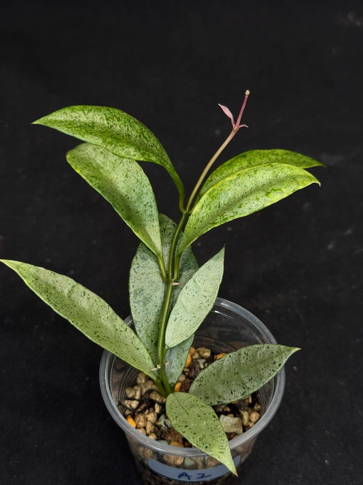 Hoya lacunosa winter pandora (#A2), special