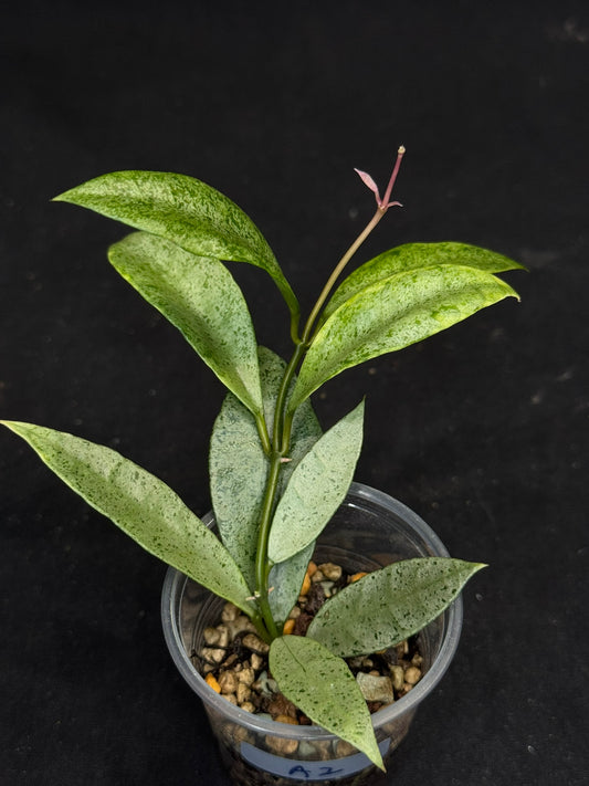 Hoya lacunosa winter pandora (#A2), special