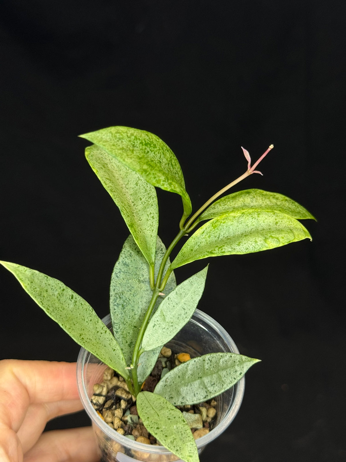 Hoya lacunosa winter pandora (#A2), special