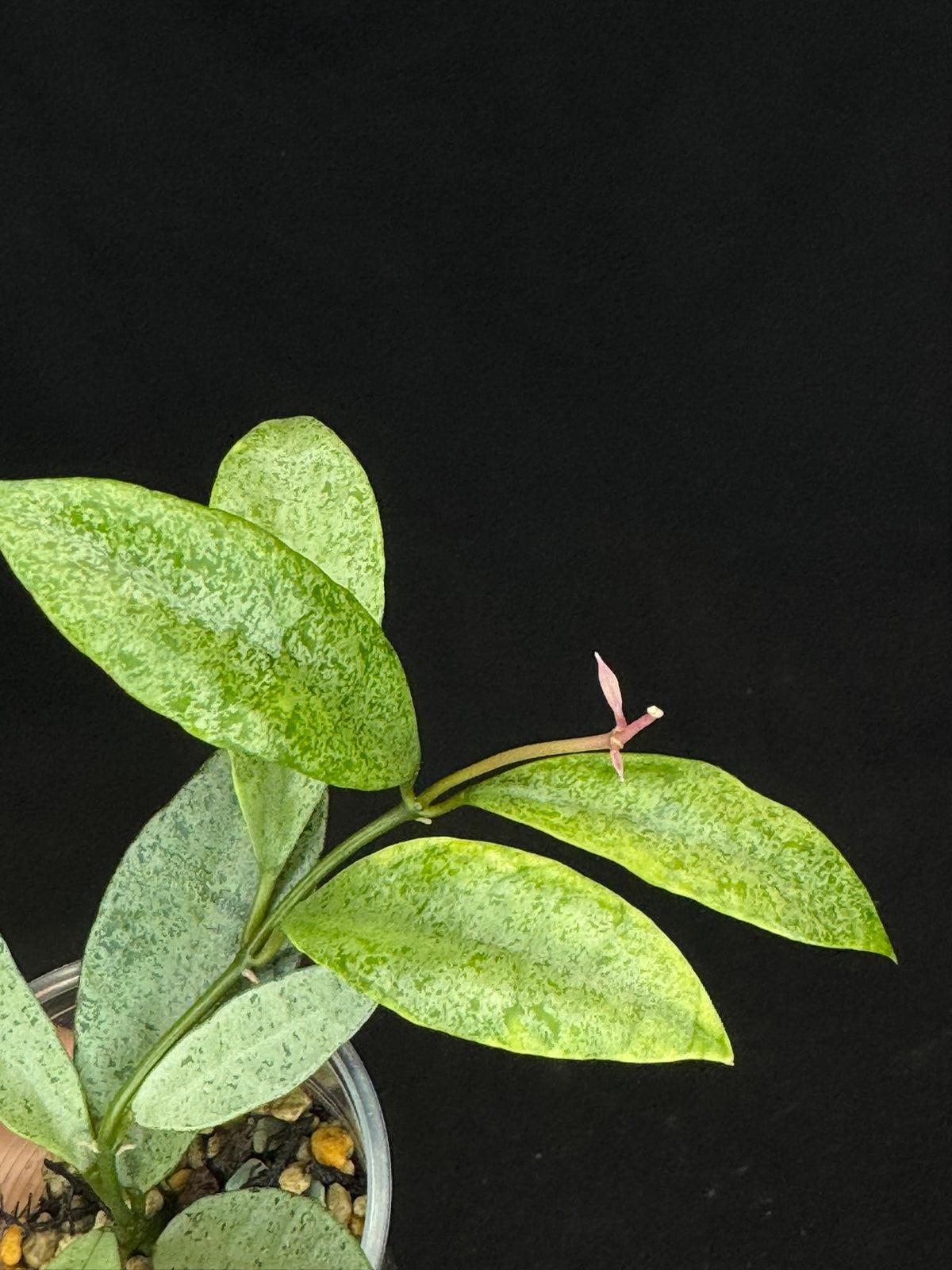 Hoya lacunosa winter pandora (#A2), special