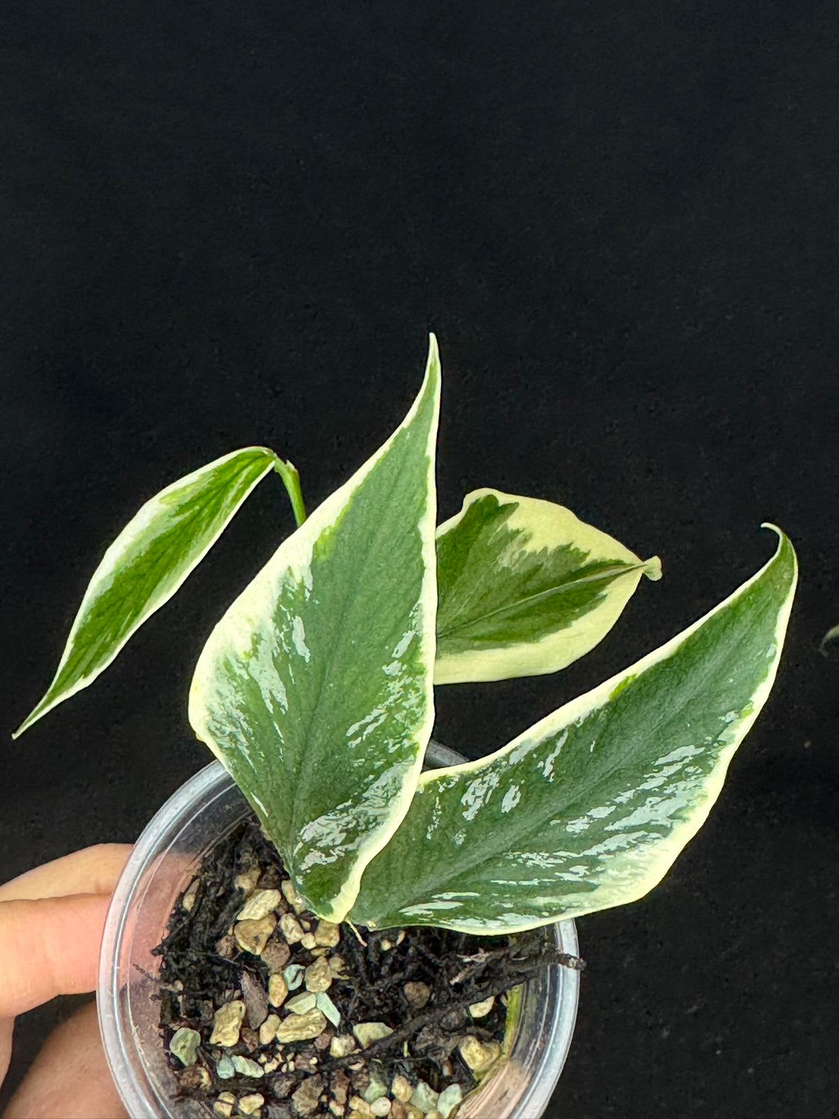 UNICORN🦄! Hoya polyneura ice queen, super rare