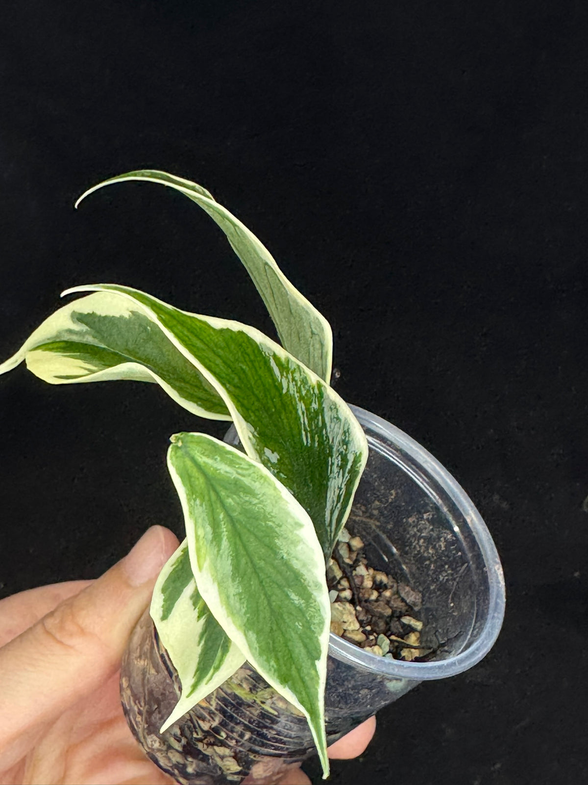 UNICORN🦄! Hoya polyneura ice queen, super rare