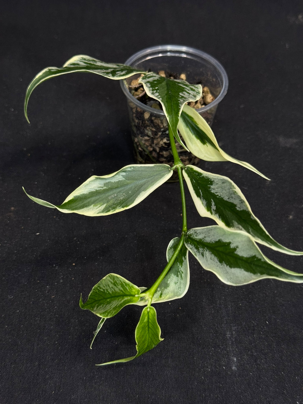 UNICORN🦄! Hoya Polyneura Diem Fairy Queen, super rare (Upgrade Shipping is suggested)