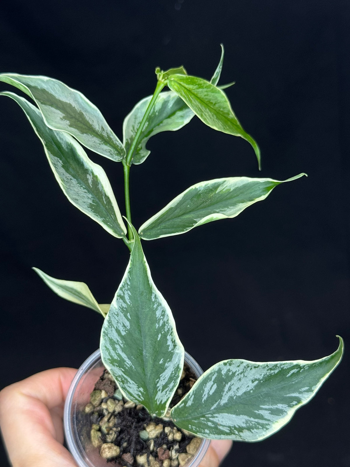 UNICORN🦄! Hoya Polyneura Diem Fairy Queen, super rare (Upgrade Shipping is suggested)