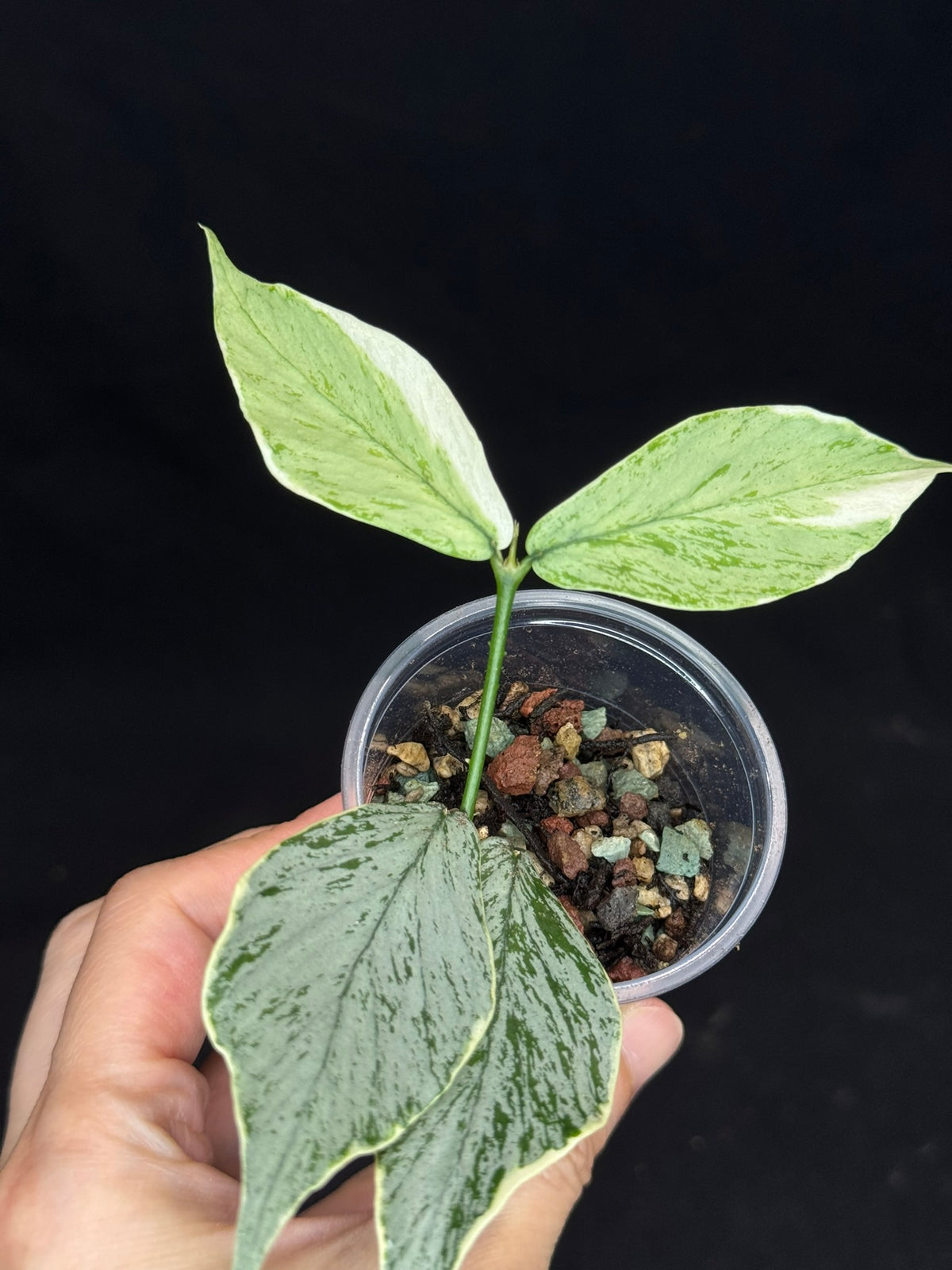 UNICORN🦄! Hoya Polyneura Jasminka Silver (A1), stable albo silver, super rare (Upgrade Shipping is suggested)
