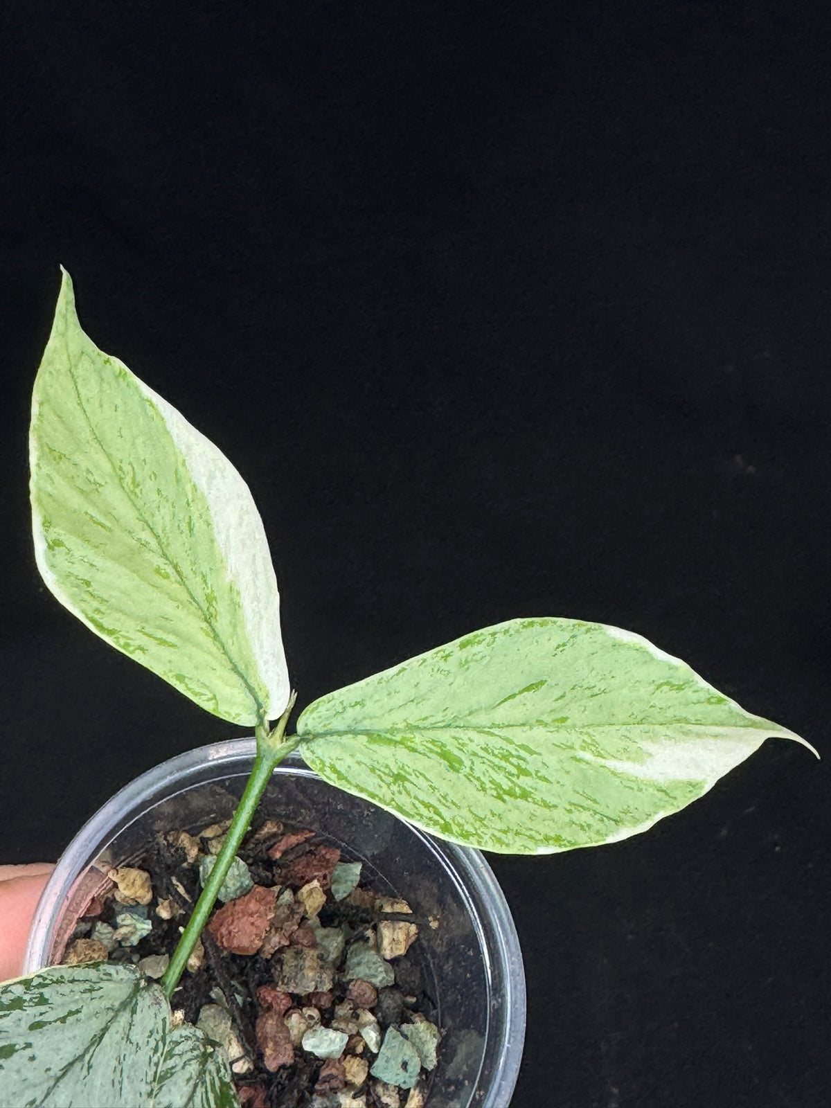 UNICORN🦄! Hoya Polyneura Jasminka Silver (A1), stable albo silver, super rare (Upgrade Shipping is suggested)