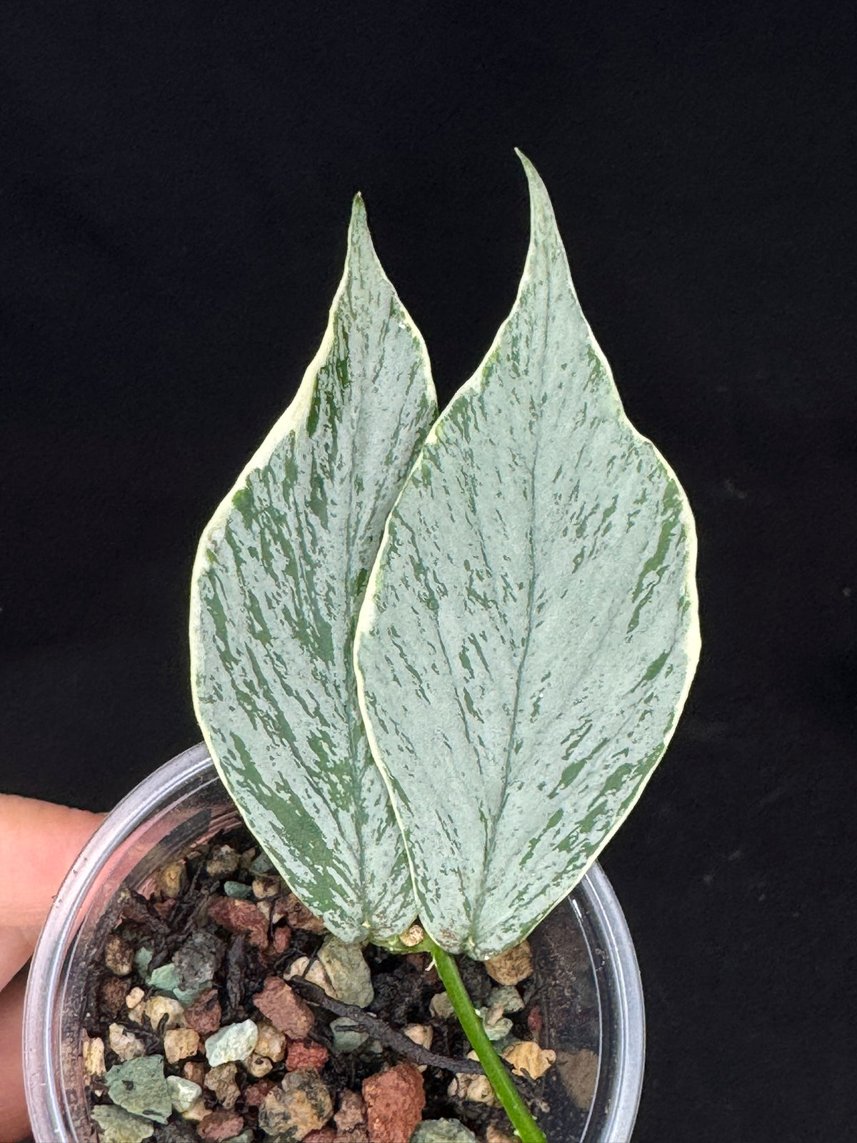 UNICORN🦄! Hoya Polyneura Jasminka Silver (A1), stable albo silver, super rare (Upgrade Shipping is suggested)