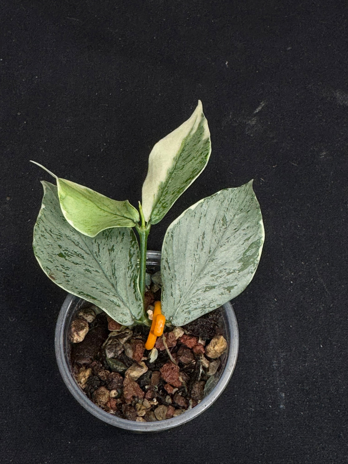 UNICORN🦄! Hoya Polyneura Jasminka Silver (A2), stable albo silver, super rare (Upgrade Shipping is suggested)