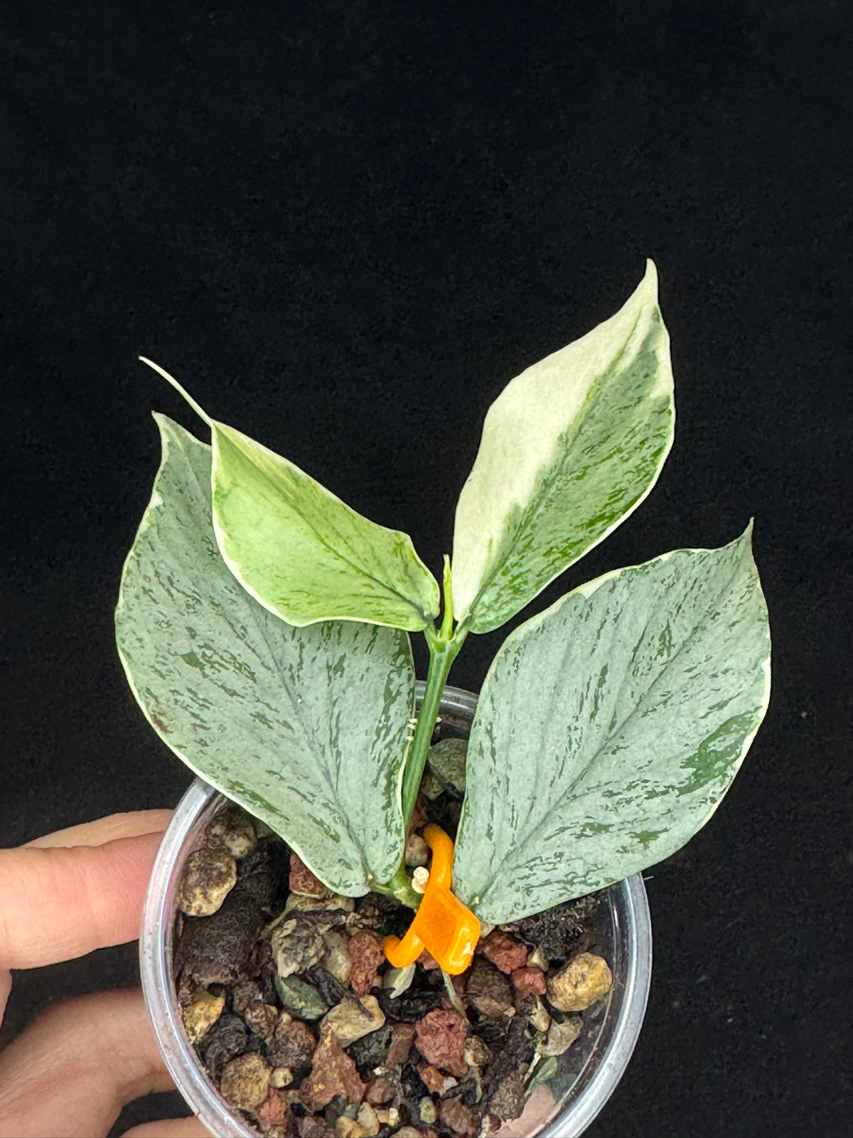 UNICORN🦄! Hoya Polyneura Jasminka Silver (A2), stable albo silver, super rare (Upgrade Shipping is suggested)