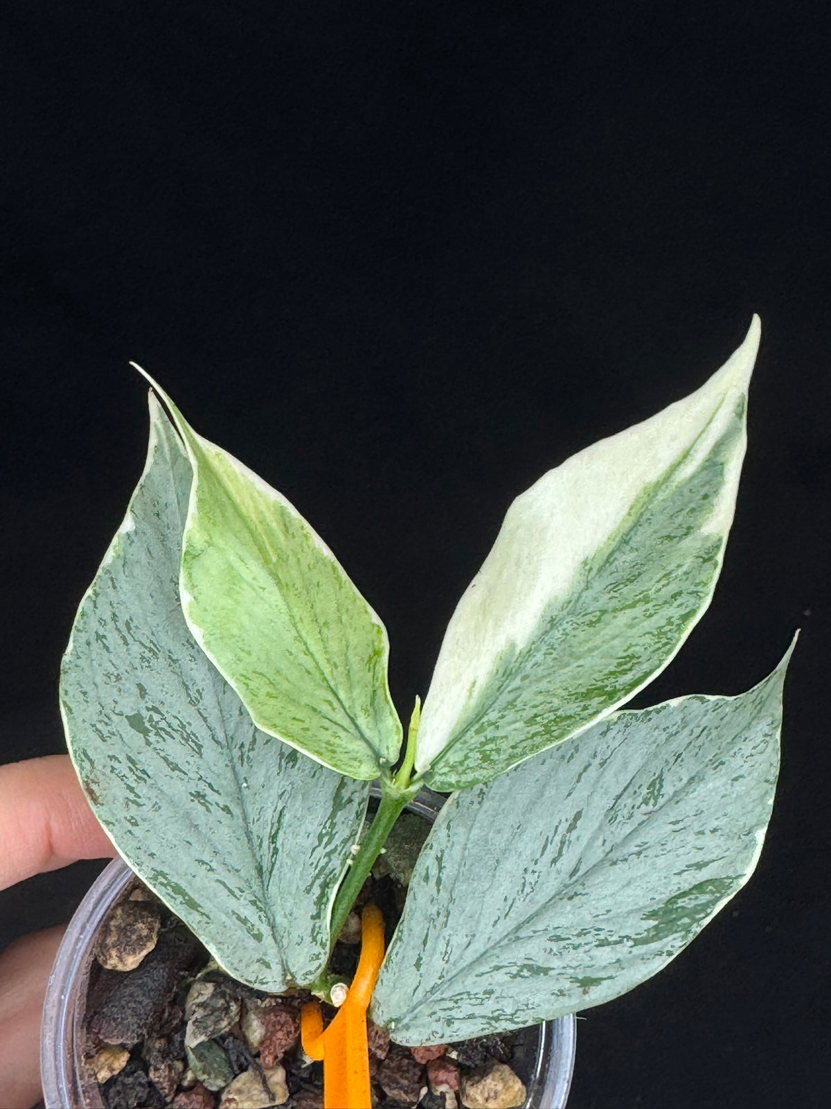 UNICORN🦄! Hoya Polyneura Jasminka Silver (A2), stable albo silver, super rare (Upgrade Shipping is suggested)