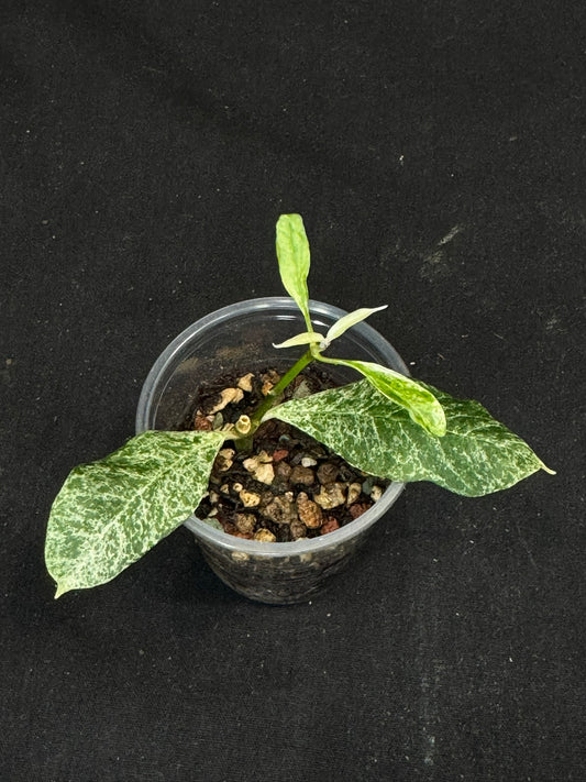 UNICORN🦄! Hoya multiflora lima, special variegation pattern, super rare
