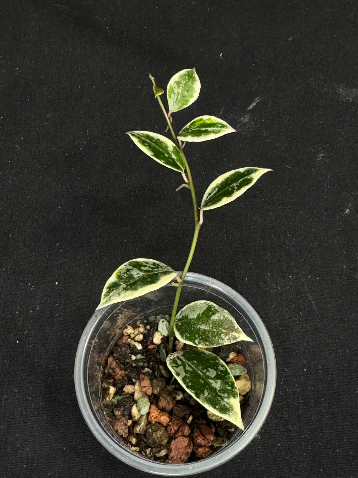 UNICORN🦄! Hoya lacunosa lumina princess, super rare (Upgrade Shipping is suggested)