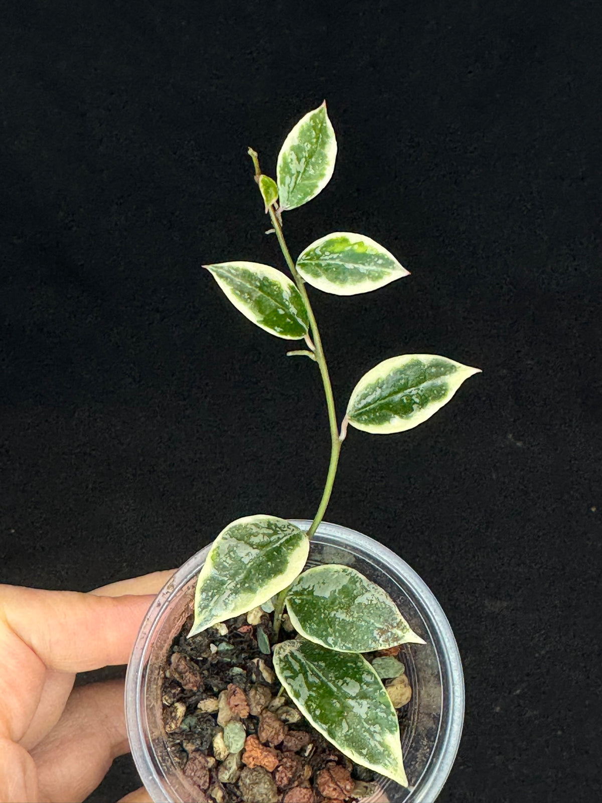UNICORN🦄! Hoya lacunosa lumina princess, super rare (Upgrade Shipping is suggested)