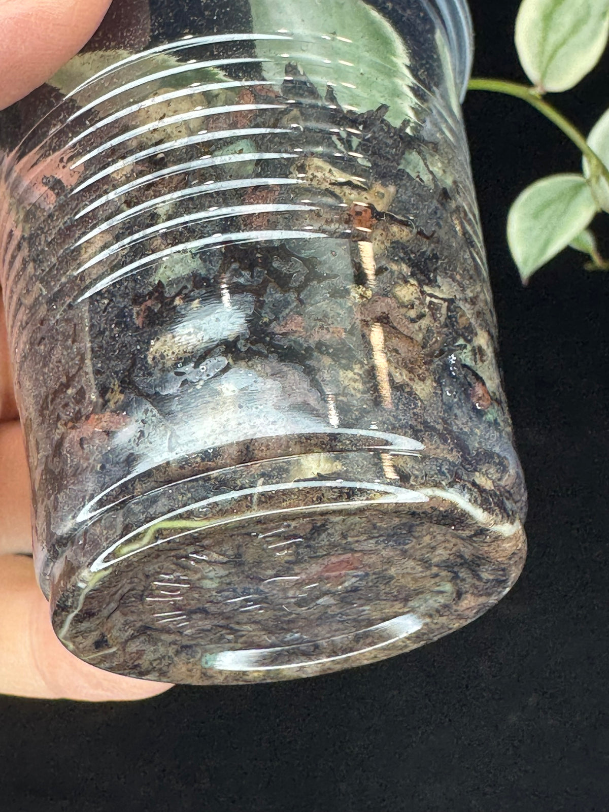 UNICORN🦄! Hoya lacunosa lumina princess, super rare (Upgrade Shipping is suggested)