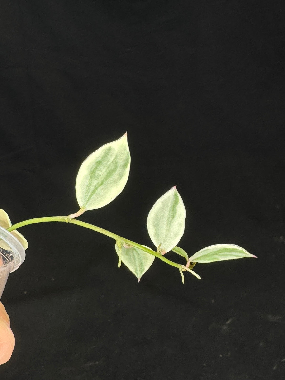 UNICORN🦄! Hoya lacunosa lumina princess, super rare (Upgrade Shipping is suggested)