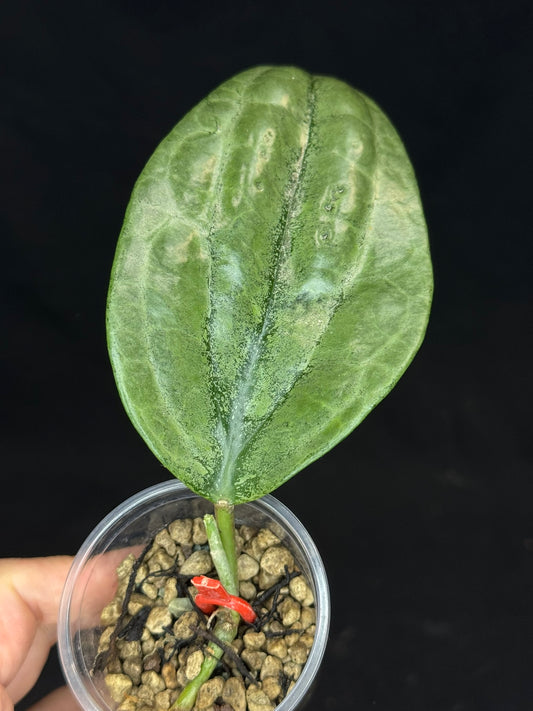 UNICORN🦄! Hoya latifolia rimba perak,  speical silvery leaves, rare