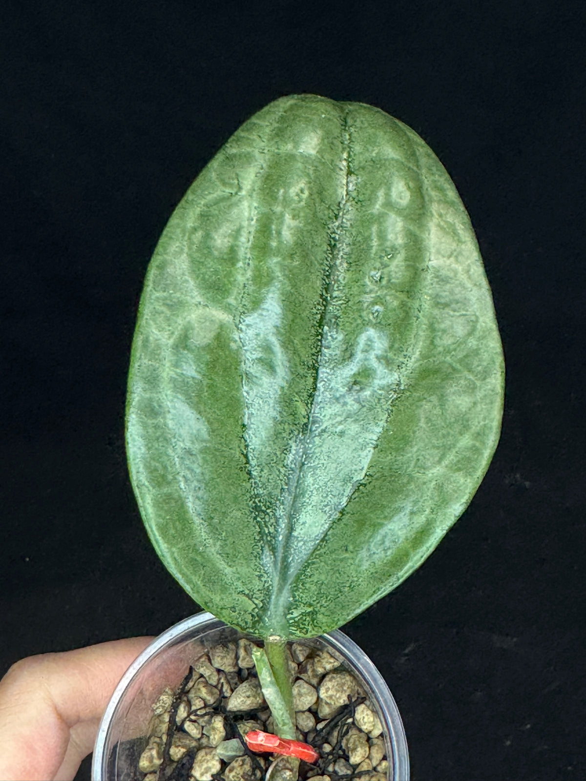 UNICORN🦄! Hoya latifolia rimba perak,  speical silvery leaves, rare