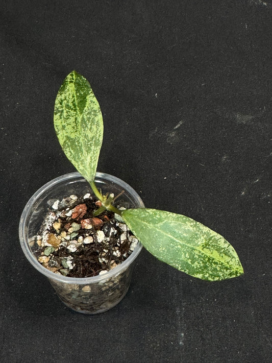Hoya ymh007-01 (Hoya elliptica × Hoya verticillata sp. Wonosobo), splashy cute leaves