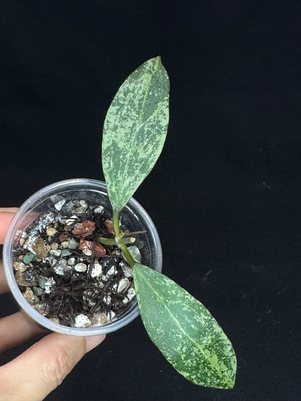 Hoya ymh007-01 (Hoya elliptica × Hoya verticillata sp. Wonosobo), splashy cute leaves