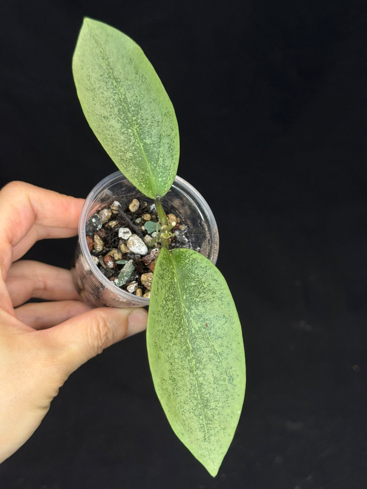 UNICORN🦄! Hoya 'Ellira' Silver,  speical silvery leaves, rare