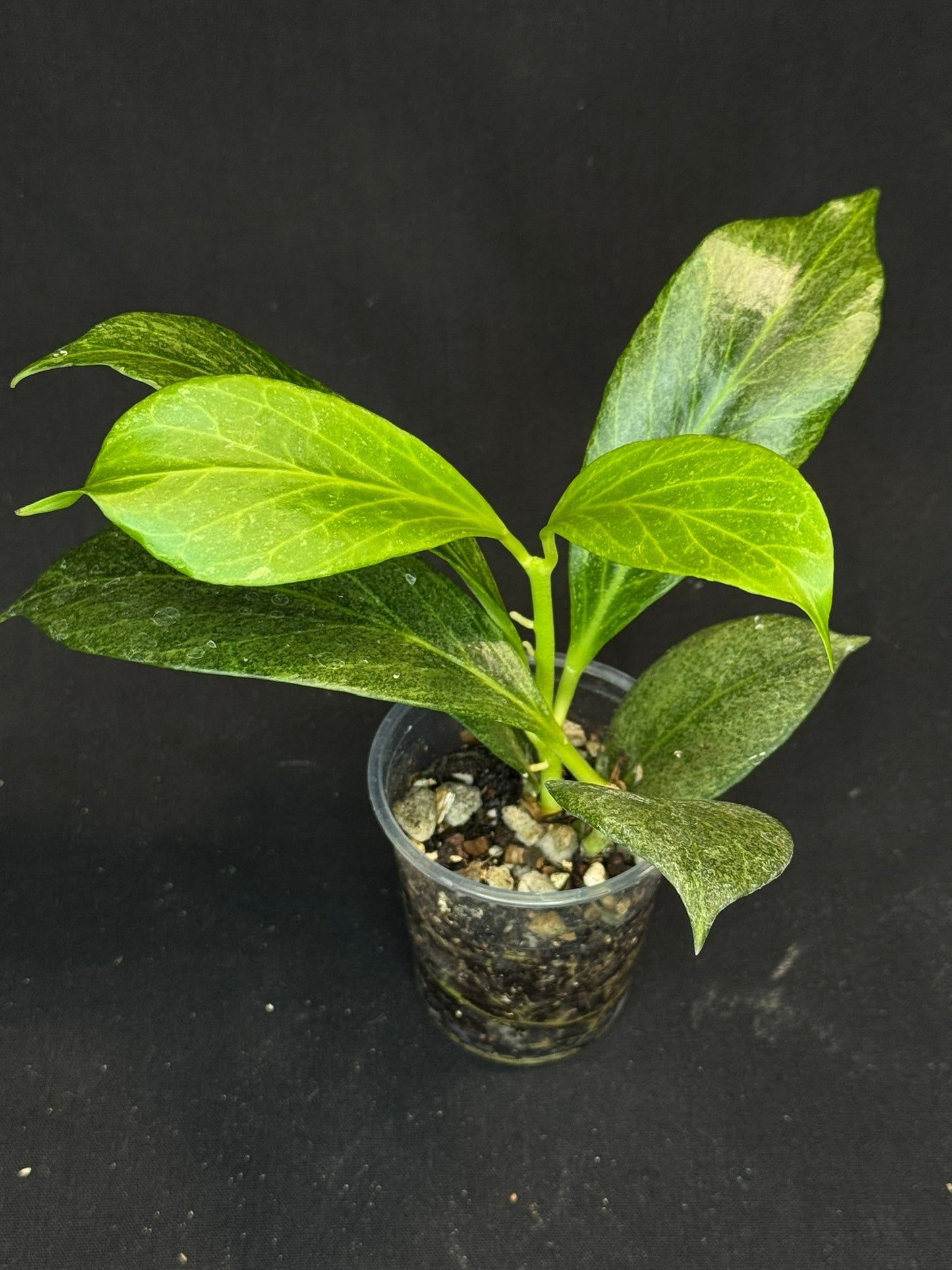 Hoya obscura silver, nice silvery green leaves